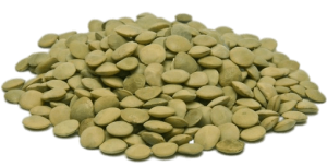 Lentille verte