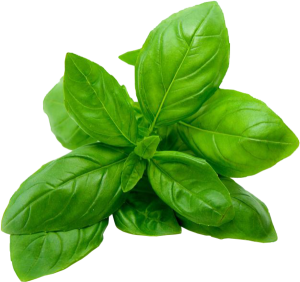 Basilic frais