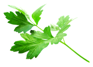 Persil frais