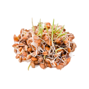 graine germée