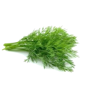 Aneth fraîche
