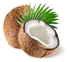 noix de coco fraîche